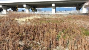 遊休農地と耕作放棄地の違いとは？定義・固定資産税・補助金・耕作放棄問題を解説